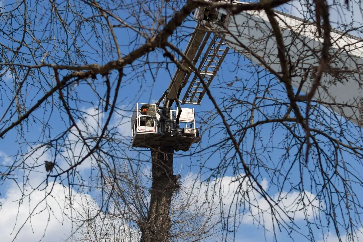 5 Things to Look for in a Tree Service Company - Green Tech Tree