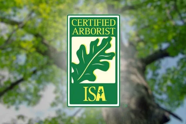 What Is a Certified Arborist-Green Tech Tree Braintree, MA