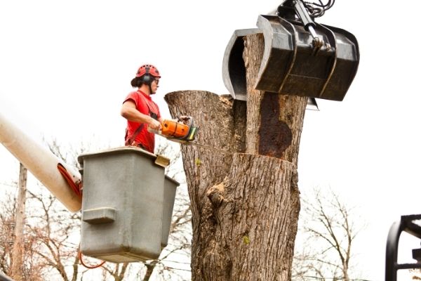 What is an Arborist-South Shore, MA Green Tech Tree