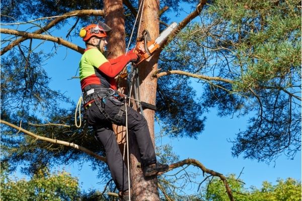 Why Hire a Certified Arborist-Green Tech Tree South Shore, MA