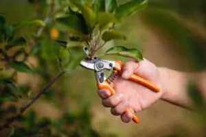 Green Tech Tree Service - Prune