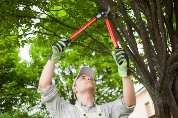 Green Tech Tree Service - Tree Trimming and Pruning