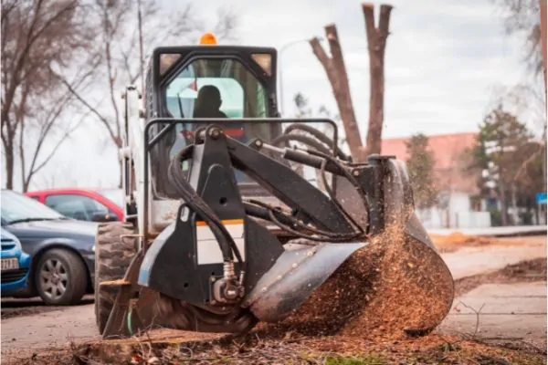 Stump Grinding vs. Stump Removal - Green Tech Tree South Shore, MA