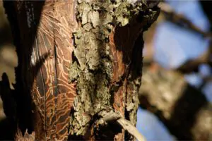 Trees can attract pests - Green Tech Trees South Shore MA