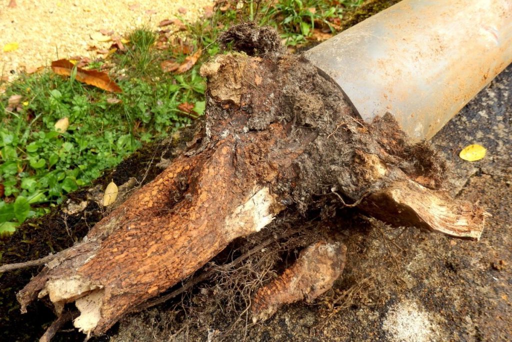 Trees can cause drain and sewer problems - Green Tech Tree South Shore MA
