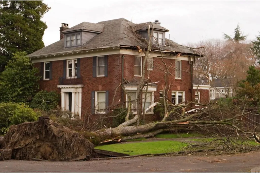 Why You Shouldn’t Plant Trees Too Close to Your House - Green Tech Tree South Shore MA