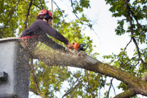Affordable Tree Pruning Company - Green Tech Tree South Shore, MA