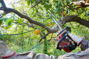 Pruning requires expertise - Green Tech Tree Hingham, MA