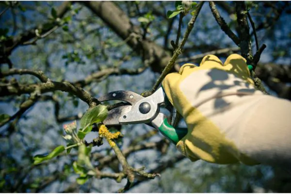 Why is it Important to Prune Your Trees - Green Tech Tree South Shore MA
