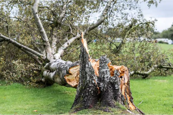 Are My Trees at Risk During a Storm - Green Tech Tree Green Tech Tree South Shore MA
