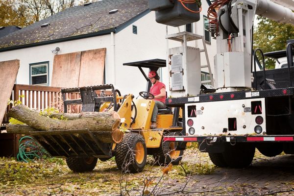 In Need of Tree Clearing Services Green Tech Tree South Shore, MA