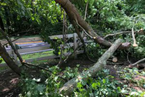 Trees in urban places suffer more during storms - Green Tech Tree South Shore, MA