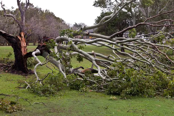 Why Do Trees Fall During Storms - Green Tech Tree South Shore, MA