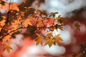 Best Time to Plant Trees in Massachusetts During Fall - Green Tech Tree Holbrook, MA