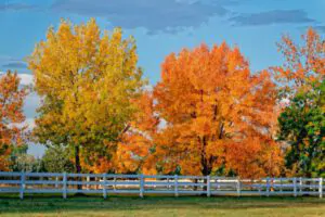How to Grow Trees in Fall - Green Tech Tree Holbrook, MA