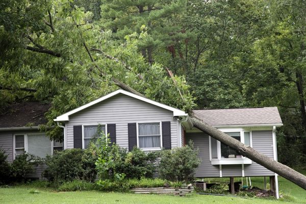 Green Tech Tree, MA - How to Handle Fallen Trees After a Storm