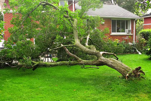 How to Handle Fallen Trees After a Storm - Green Tech Tree, MA