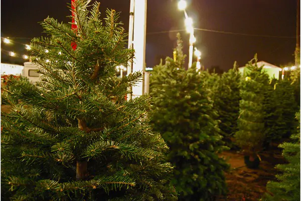 Green Tech Tree Hingham, MA - Benefits of a Live Christmas Tree