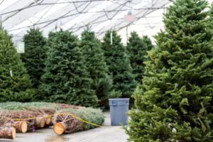 Christmas tree farming creates jobs for locals - Green Tech Tree Hingham, MA