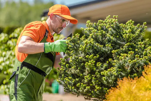 Contact the Reliable Tree Care Service in Weymouth MA - Green Tech Tree