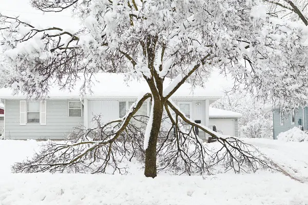 How Snowstorms Damage Your Trees - Green Tech Tree Braintree, MA