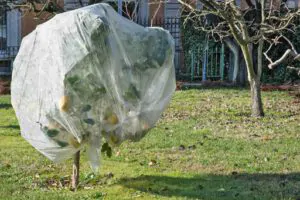 How to cover a tree for winter - Green Tech Tree Holbrook, MA