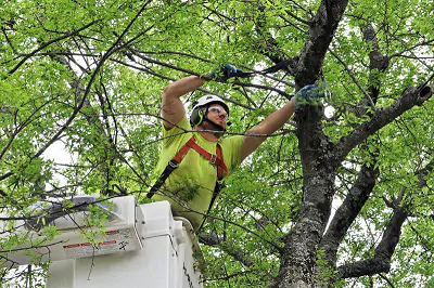 green-tech-tree-tree-trimming
