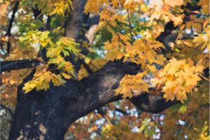 3 Types of Maple Trees and Their Benefits - Green Tech Tree