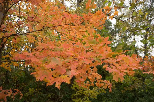 Are Your Maple Trees In Need of Some Professional Care - Green Tech Tree