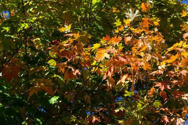 Green Tech Tree - 3 Types of Maple Trees and Their Benefits