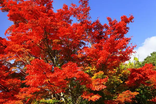 Red Maple Tree - Green Tech Tree
