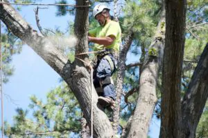 Factors to consider when deciding to remove a tree - Green Tech Tree