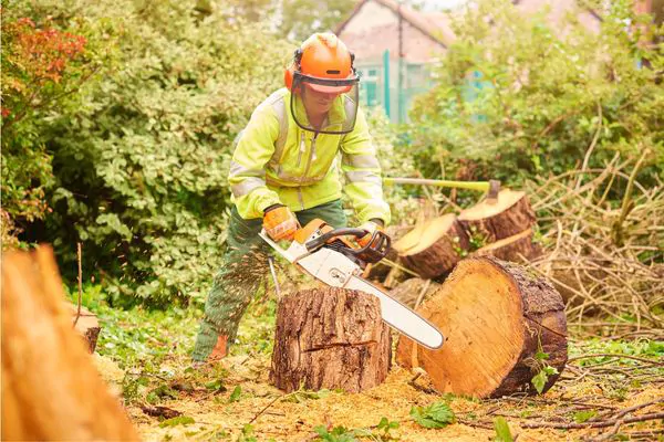 Tree Removal Services You Can Rely On - Green Tech Tree