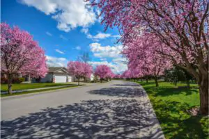 3 Beautiful Flowering Trees in New England - Green Tech Tree Braintree MA