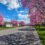 3 Beautiful Flowering Trees in New England