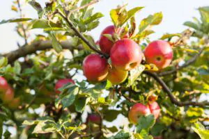 Apple Tree - Green Tech Tree Weymouth MA