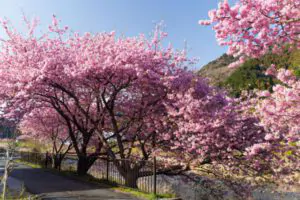 Japanese Flowering Cherry - Green Tech Tree Hingham MA