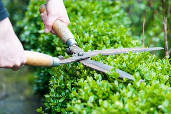 Green Tech Tree - Tree Pruning and Tree Trimming Whats the Difference