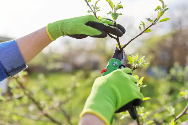 Tree Pruning and Tree Trimming Whats the Difference - Green Tech Tree