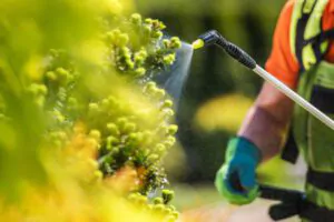 Pros and Cons of Tree Spraying in Massachusetts - Green Tech Tree