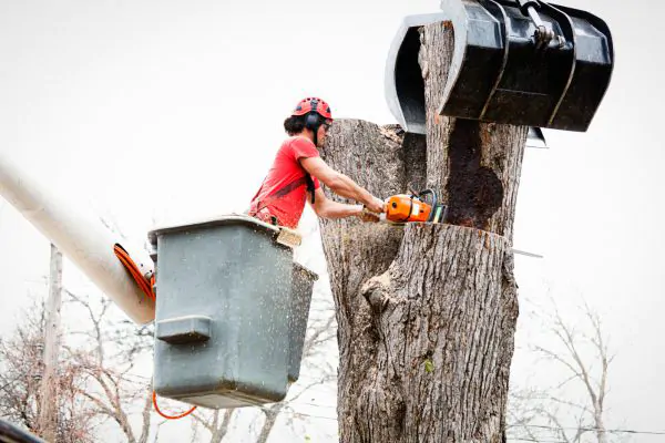 Cost of Removing Trees in Your Area, Affordable Tree Service in South Shore, MA, Green Tech Tree
