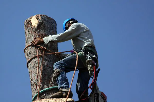 Tree Removal Service, Affordable Tree Service in South Shore, MA, Green Tech Tree