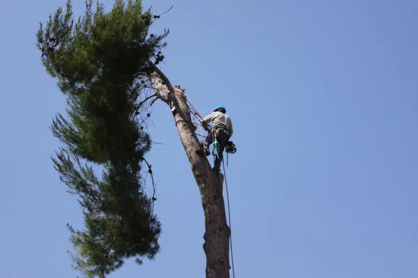 Tree Removal Service in Brockton MA, Affordable Tree Service in South Shore, MA, Green Tech Tree