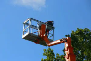 Expert and High Quality Tree Services, Affordable Tree Service in South Shore, MA