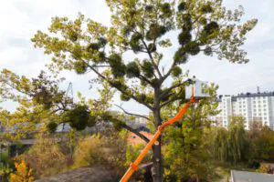 High Quality Tree Services, Affordable Tree Service in South Shore, MA