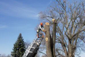 Hiring a Tree Removal Company, Affordable Tree Service in South Shore, MA