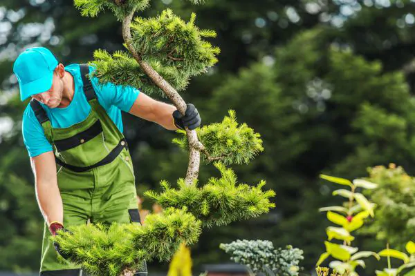Assessing Your Tree Care Needs - Green Tech Tree