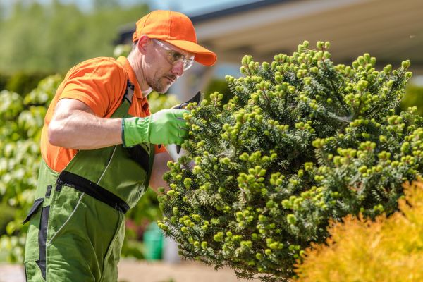 Assessing Your Tree Care Needs - Green Tech Tree