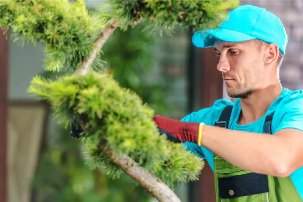 Professional Tree Care Service - Green Tech Tree