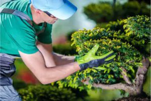 Things to Consider When Hiring a Professional Tree Service - Green Tech Tree